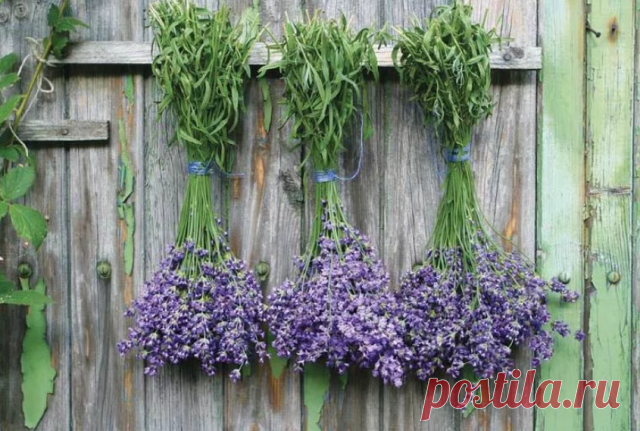 Природные антидепрессанты — успокоительные травы