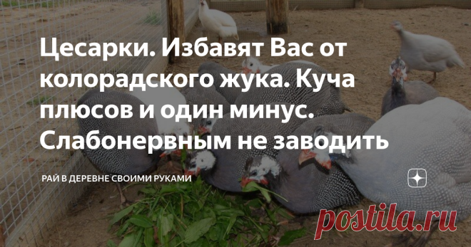 Цесарки. Избавят Вас от колорадского жука. Куча плюсов и один минус. Слабонервным не заводить  Цесарки- неприхотливые птицы. Которые умерены в еде и корма потребляют меньше, чем обычные куры, зато мяса на выходе получается больше. Но, это ещё не всё! Мясо цесарок считается диетическим, потому что жира и воды в нем меньше, чем в курином, а гемоглобина больше. Не птица, а мечта! Приветствую вас, друзья! Вы на моем канале «Рай в деревне своими руками». В деревню в Воронежской...