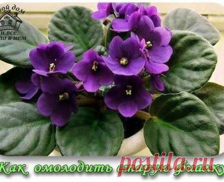КАК ОМОЛОДИТЬ СТАРУЮ ФИАЛКУ