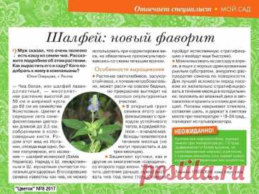 Шалфей испанский