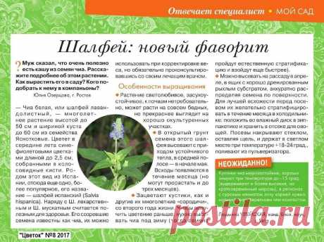 Шалфей испанский