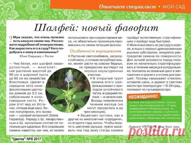 Шалфей испанский