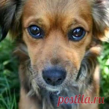 Как помочь собаке, если она съела яд на улице!