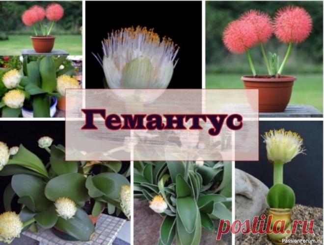 Комнатные растения. Гемантус Это многолетнее луковичное растение родом из тропиков Африки.Виды рода Гемантус — вечнозелёные или листопадные растения с яйцевидной или грушевидной луковицей, обычно погружённой в землю, реже выступающей над ней.Цветки собраны в густое зонтичное соцветие на конце стрелки,...