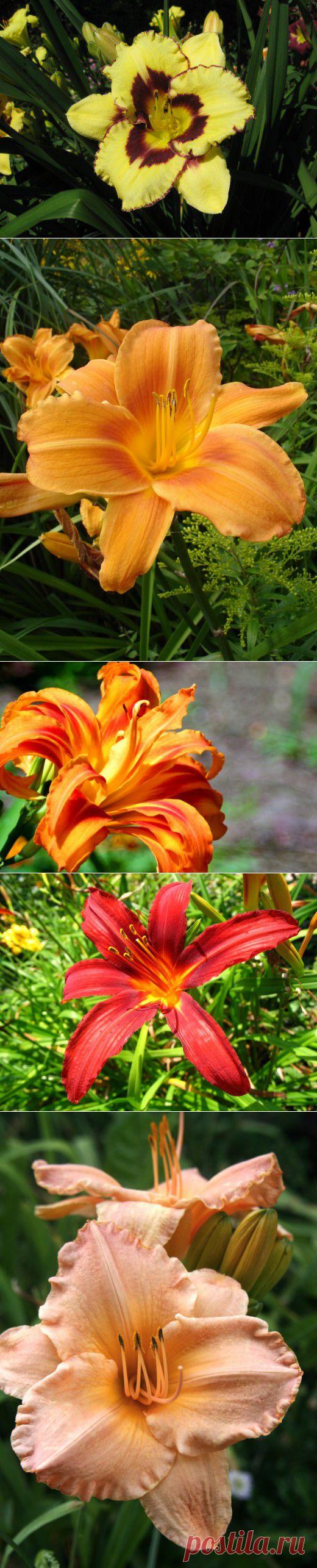 Ботаничка.ru | Лилейник. Уход, выращивание, размножение. Декоративно-цветущие. Садовые растения. Сорта. Виды. Применение. Цветы. Фото.