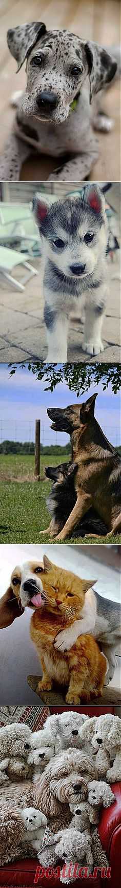 Best In Show