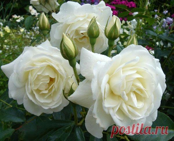 Сорта роз с фото и названиями