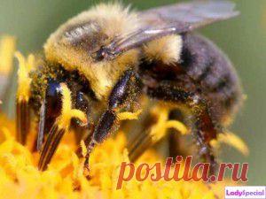 ИНТЕРЕСНОЕ О ПЧЁЛАХ.