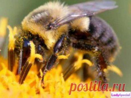 ИНТЕРЕСНОЕ О ПЧЁЛАХ.