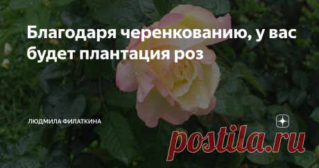 Благодаря черенкованию, у вас будет плантация роз Земной шар такой огромный, что и не вообразишь. А глобус, земной шар в миниатюре, или карта – на столе уместятся. Все дело в масштабах. Когда перестаешь пугаться объему дел, то способна на большее. Засажу-ка я весь свой мир, свой земной шар, участок цветами. Пусть там будут клематисы, лилии, тюльпаны, нарциссы, примула, календула, бархатцы и, непременно, розы. С каждым годом роз у меня все