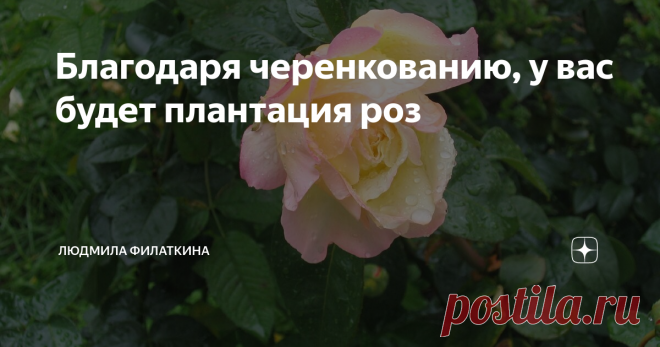 Благодаря черенкованию, у вас будет плантация роз Земной шар такой огромный, что и не вообразишь. А глобус, земной шар в миниатюре, или карта – на столе уместятся. Все дело в масштабах. Когда перестаешь пугаться объему дел, то способна на большее. Засажу-ка я весь свой мир, свой земной шар, участок цветами. Пусть там будут клематисы, лилии, тюльпаны, нарциссы, примула, календула, бархатцы и, непременно, розы. С каждым годом роз у меня все