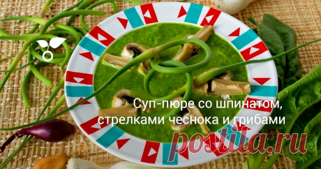 Суп-пюре со шпинатом, стрелками чеснока и грибами Рецепт этого густого крем-образного супа-пюре со шпинатом, стрелками чеснока и грибами подойдёт для вегетарианского стола и диетического питания. Свежие шампиньоны можно заменить консервированными, или, когда появятся первые лесные грибы, именно ими.