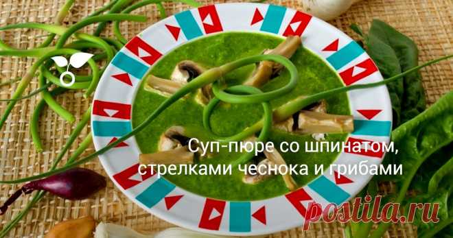 Суп-пюре со шпинатом, стрелками чеснока и грибами Рецепт этого густого крем-образного супа-пюре со шпинатом, стрелками чеснока и грибами подойдёт для вегетарианского стола и диетического питания. Свежие шампиньоны можно заменить консервированными, или, когда появятся первые лесные грибы, именно ими.