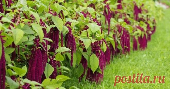 Амарант — настоящий хлеб славян! Вот почему Петр I жестоко запретил выращивать амарант Как непостижимо прекрасна и загадочна природа! Смотришь на растение, думаешь, что это сорняк, а оказывается… Щирица, бархатник, аксамитник, петушиные гребешки, кошачий хвост, лисий хвост — названий у этого...