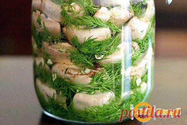 Малосольные шампиньоны | Поваренный сайт