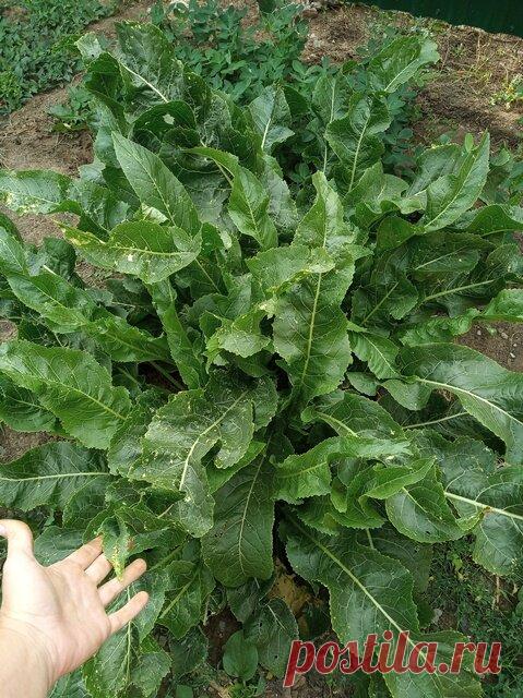 Какая почва: щелочная, кислая или нейтральная? | Дом с огородом в пригороде | Яндекс Дзен
В последний из приездов, моя мама вынесла вердикт - земля у вас кислая: много хрена растет и конского щавля, душит одуванчик и осот.