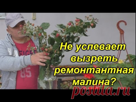 Дозаривание осенней малины- народный суперспособ!