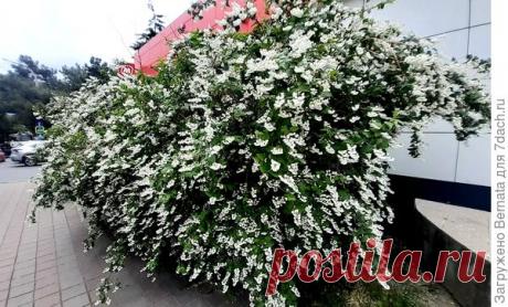 Дейция шершавая. Великолепный цветущий кустарник для солнечных и тенистых мест. Выращивание на юге. Фото