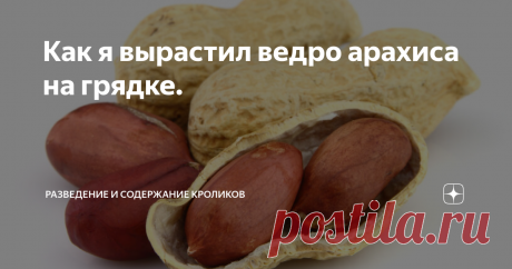 Как я вырастил ведро арахиса на грядке. Плоды арахиса.
Не скрою, что зёрна арахиса - одно из любимых моих лакомств. Помню, как ещё в далёком детстве уплетал за оба уха конфетки под названием арахис в сахарной глазури. Чуть позже в продаже появились сами зёрна и даже в стручках можно было купить. Последние нужно было дополнительно поджаривать, так как вкус был не очень. Тогда и в голову не могло придти, что арахис - это земляной орех, а