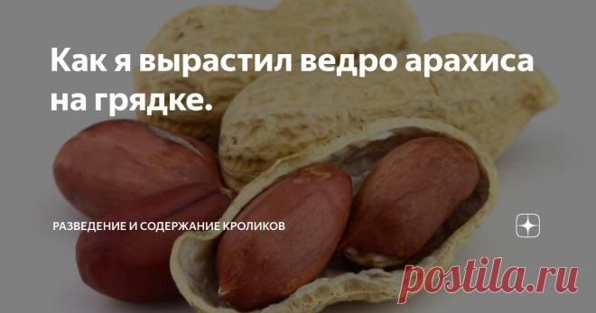 Как я вырастил ведро арахиса на грядке. Плоды арахиса.
Не скрою, что зёрна арахиса - одно из любимых моих лакомств. Помню, как ещё в далёком детстве уплетал за оба уха конфетки под названием арахис в сахарной глазури. Чуть позже в продаже появились сами зёрна и даже в стручках можно было купить. Последние нужно было дополнительно поджаривать, так как вкус был не очень. Тогда и в голову не могло придти, что арахис - это земляной орех, а