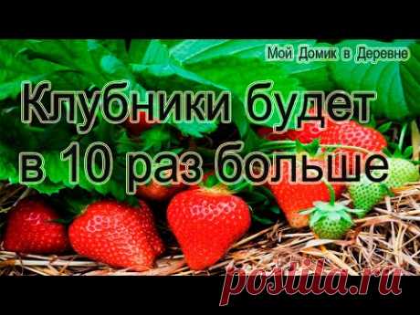 ЕСЛИ СДЕЛАТЬ ЭТО ВЕСНОЙ КЛУБНИКИ БУДЕТ В 10 РАЗ БОЛЬШЕ