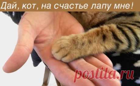 Котики, которые повышают концентрацию позитива в крови (9 уморительных кото-фоток) | Мой обожаемый кот | Яндекс Дзен
