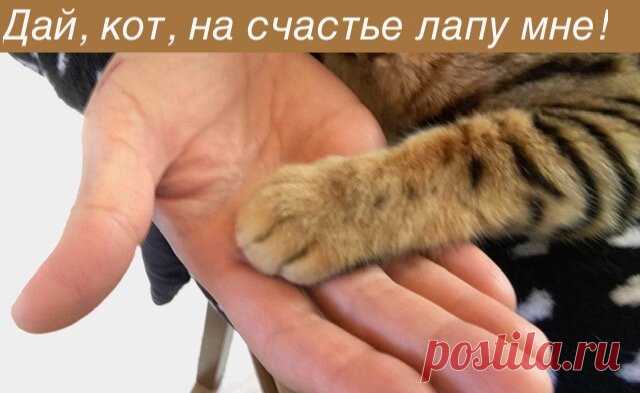 Котики, которые повышают концентрацию позитива в крови (9 уморительных кото-фоток) | Мой обожаемый кот | Яндекс Дзен