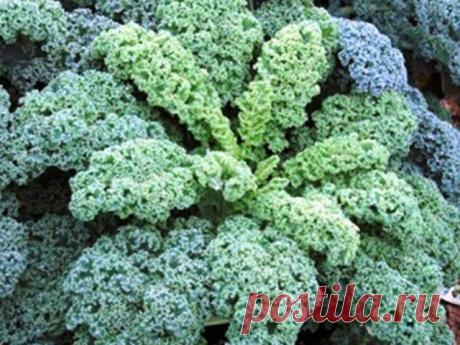 Листовая капуста Кале: сорта, выращивание, кулинария.