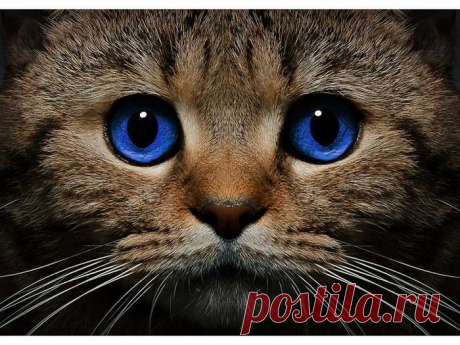 Завораживающие кошачьи глаза