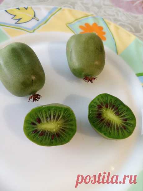 Актинидия крупноплодная (Actinidia)