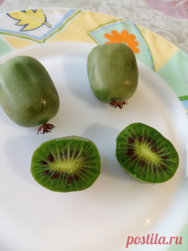 Актинидия крупноплодная (Actinidia)