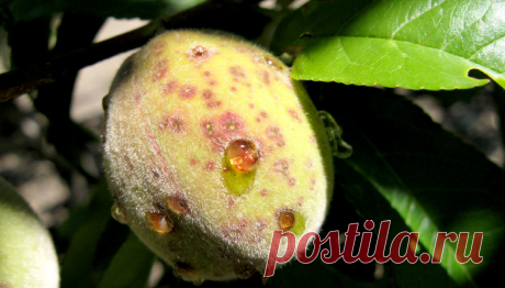 чем лечить персик если на плодах появились выделения: 1 тыс изображений найдено в Яндекс.Картинках