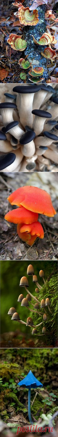 (1070) Snail and Mushroom | Gnomes & Mushrooms
