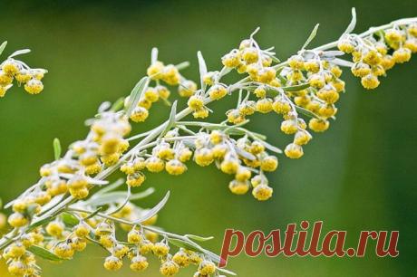 Полынь убивает 98% раковых клеток за 16 часов! - ИНФОмания