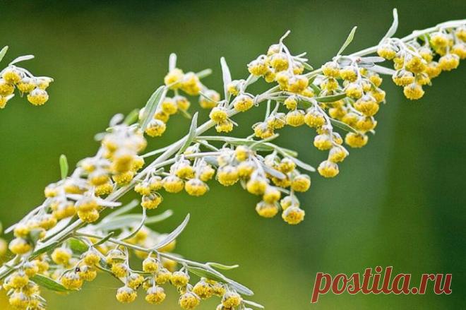 Полынь убивает 98% раковых клеток за 16 часов! - ИНФОмания