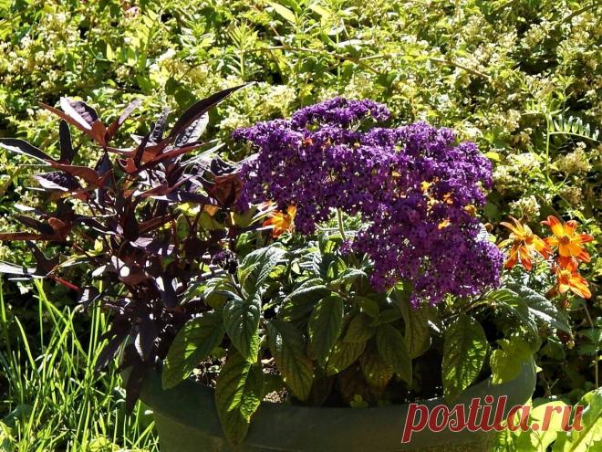 Как сэкономить деньги на однолетниках. | Цветочная душа | Яндекс Дзен