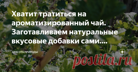 Хватит тратиться на ароматизированный чай. Заготавливаем натуральные вкусовые добавки сами. Доступно, бесплатно и очень вкусно. Добрый день, мои читатели!
Каждый год я собираю листья из кустарников и использую как добавку к чаю, завариваю листочки вместе с заваркой и получается очень вкусный и полезный чай.
Почему пишу именно сейчас. Потому что весной предпочитаю собирать именно маленькие зачатки смородины. Они намного вкуснее, насыщеннее и здоровее, ещё не обработанные вс...