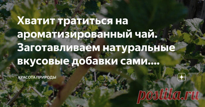 Хватит тратиться на ароматизированный чай. Заготавливаем натуральные вкусовые добавки сами. Доступно, бесплатно и очень вкусно. Добрый день, мои читатели!
Каждый год я собираю листья из кустарников и использую как добавку к чаю, завариваю листочки вместе с заваркой и получается очень вкусный и полезный чай.
Почему пишу именно сейчас. Потому что весной предпочитаю собирать именно маленькие зачатки смородины. Они намного вкуснее, насыщеннее и здоровее, ещё не обработанные вс...