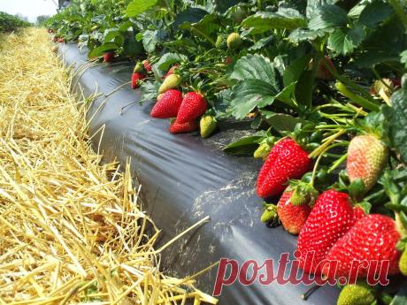 CЕКРЕТЫ ВЫРАЩИВАНИЯ ЗЕМЛЯНИКИ САДОВОЙ