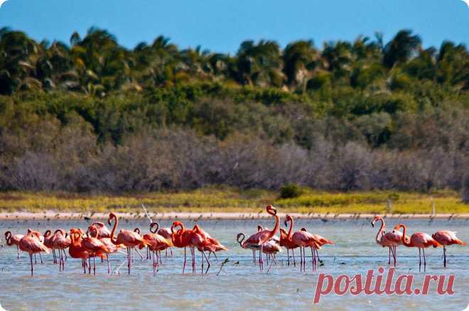(71) Одноклассники