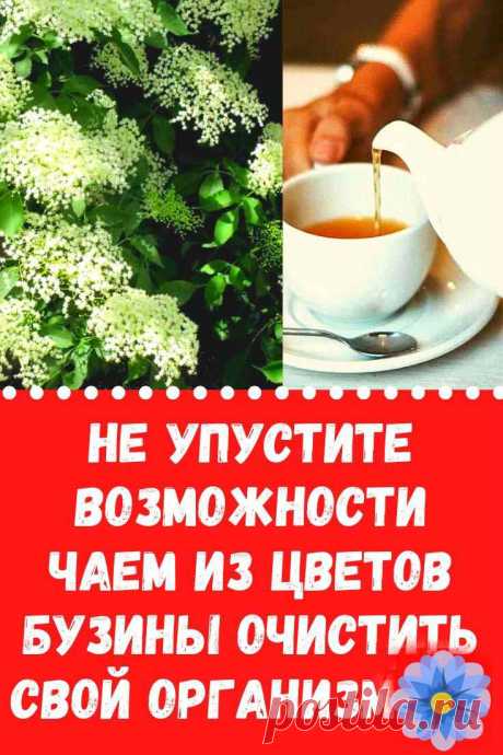 Не упустите возможности чаем из цветов бузины очистить свой организм от шлаков. Этот целебный напиток эффективен при воспалениях, раковых заболеваниях, аденоме, фибромиоме.