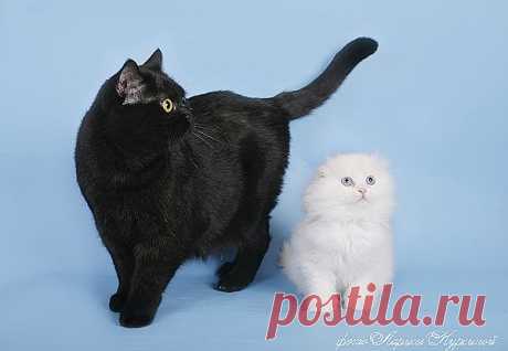 Дитёныш и Яночка