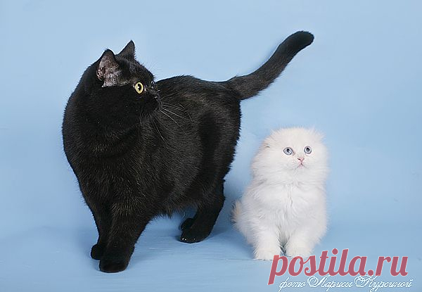 Дитёныш и Яночка