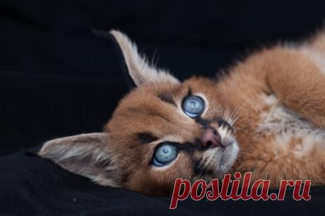 Котята, в которых невозможно не влюбиться