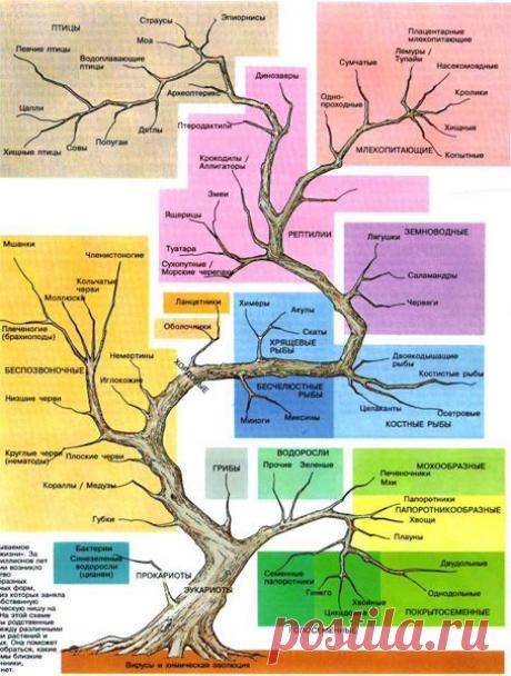 схема развитие растительного мира: 19 тыс изображений найдено в Яндекс.Картинках