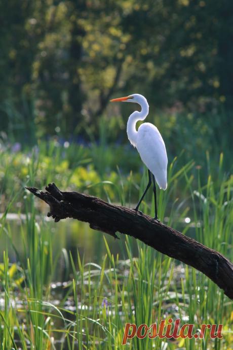 Great Egret by Mary Ellen Urbanski | AVES