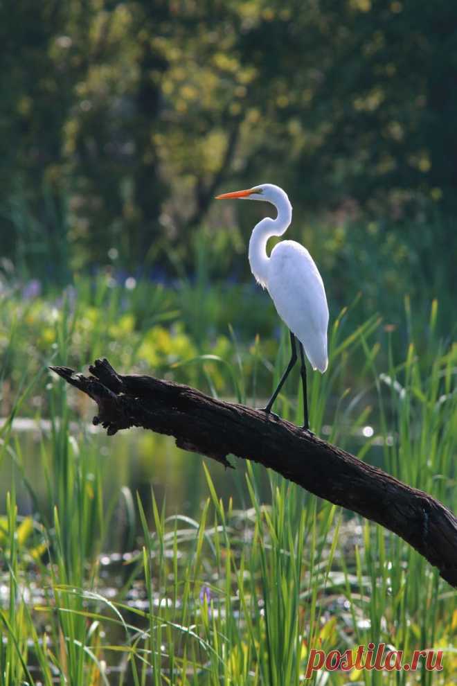 Great Egret by Mary Ellen Urbanski | AVES