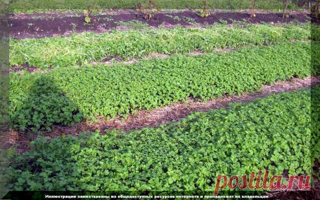 Посевная на даче в конце августа: что еще можно посеять в конце лета на огороде и в цветнике | Дачные истории | Дзен