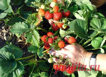 Уход за клубникой