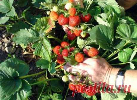 Уход за клубникой